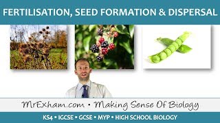 Plant reproduction  Fertilisation seed formation and dispersal  GCSE Biology 91 [upl. by Alexia]