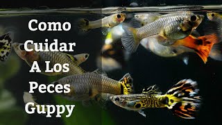 🔵 Como Cuidar Peces Guppy 1x1 Acuarios MB [upl. by Moser]