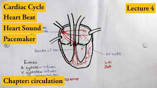 Cardiac Cycle complete explanation  Chapter Circulation  Video  4 [upl. by Akenihs]