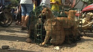 Annual dog meat festival causes outrage [upl. by Troy]