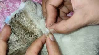 Cat Flea Solutions Tips for a Clean and FleaFree Home [upl. by Arten]