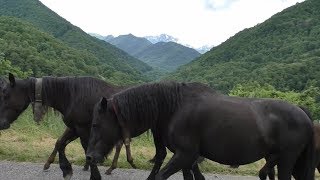 Transhumance en Bethmale Ariège juin 2018 [upl. by Anear]