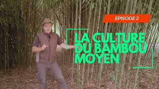 LES CULTURES DU BAMBOU  EPISODE 2  La culture du bambou moyen [upl. by Alael]