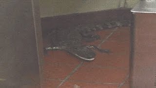 Man Arrested For Tossing Alligator Through Wendys Drive Thru [upl. by Thorstein]