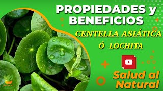 LOCHITA ó CENTELLA ASIÁTICA🌱 Propiedades y Beneficios  Dr GRACIAN RONDÓN [upl. by Ditter]