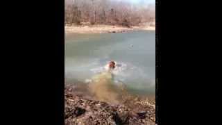 Ice Breaking Chesapeake Bay Retriever [upl. by Eseilenna]