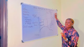 MEDIASTINUM  ANATOMY  BOUNDARIES  CONTENT  MEDIASTINAL SYNDROME [upl. by Barclay193]