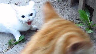 White cat very angry [upl. by Elmina]