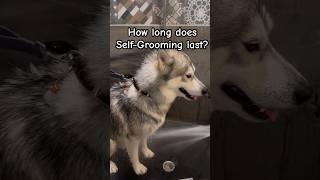 How long does SelfGrooming last for Husky MiKA [upl. by Akirret]