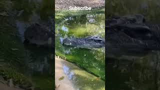 crocodile 🐊shorts shortvideo america [upl. by Gillian]