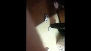 Screaming Ghost its loud bold and scary EVP amp Video [upl. by Jourdan]