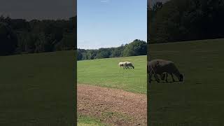 National Trust  Tatton Park United Kingdom 🇬🇧 [upl. by Portwine293]