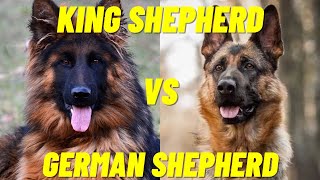 King Shepherd Vs German Shepherd  Difference between the two dog breeds [upl. by Naor321]