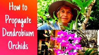 How to propagate Dendrobium orchids from canes or stemPaano mag propagate ng Dendrobium orchids [upl. by Lat]