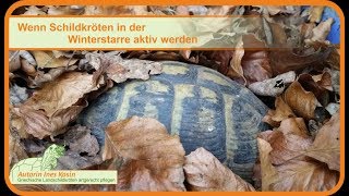 Wenn Schildkröten in der Winterstarre aktiv werden [upl. by Ahsemad]