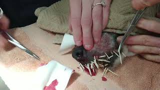 How to remove porcupine quills [upl. by Clayson265]