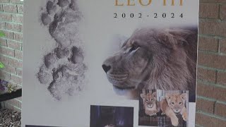 UNAs lion mascot Leo III passes away [upl. by Jocelin]