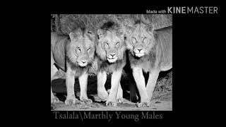 Young TsalalaMarthly males vs Young Avoca males [upl. by Neel]