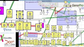 genealogy work on genopro [upl. by Sirhc477]