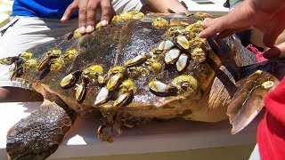 Why are Barnacles harmful to turtles [upl. by Prader445]