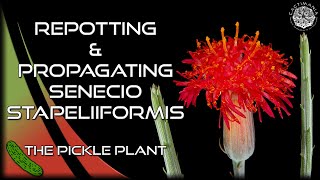 Repotting amp Propagating Senecio Stapeliiformis  The Pickle Plant  Cactus amp Succulent Collection [upl. by Iren176]