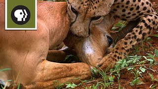 Cheetah Mom Teaches Cubs to Hunt [upl. by Tatiana]