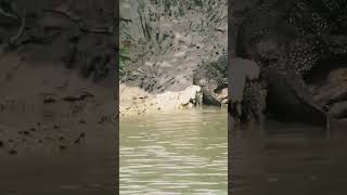 Crocodiles Attacking Monitor Lizards shortsfeed amazing [upl. by Llerrehc]