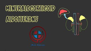 Mineralocorticoid Aldosterone Mechanism of action Functions Escape phenomenon MBBSNEETUSMLE [upl. by Gizela370]