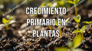 Crecimiento primario en plantas [upl. by Kalvin]