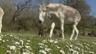 Hoof Trimming Donkeys [upl. by Burkley]