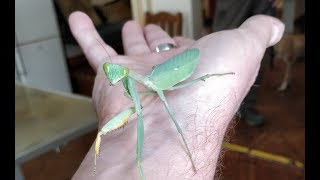 Sphodromantis viridis [upl. by Noryk855]