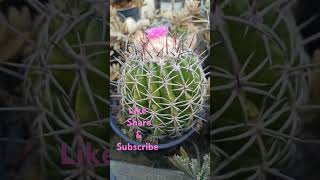 Melocactus Cactus blooming [upl. by Yearwood457]