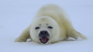 A baby Harp Seal is approaching quotAre you my motherquot [upl. by Yltnerb]