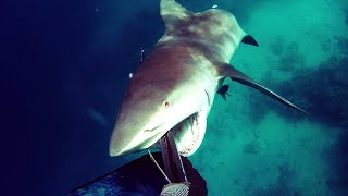 If youre scared of sharks dont watch this [upl. by Ahsap]