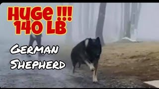 X Large 140 lb German Shepherd Coming At You  Large GSD  Ayers Legends [upl. by Nissensohn]