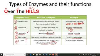 Types of enzymes and their functions  enzyme classification [upl. by Eahsat]