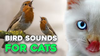 Bird Sounds for Cats [upl. by Annahavas]