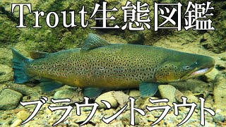 Trout生態図鑑ブラウントラウト ＃ブラウントラウト ＃トラウト ＃Trout生態図鑑 ＃トラウトフィッシング ＃ブラウン [upl. by Noyk]