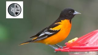 Oriole de Baltimore dans la cour arrière [upl. by Pinzler]