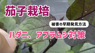 茄子栽培 ハダニとアブラムシ駆除 ハダニ被害の早期発見方法！【髭サン農家】 [upl. by Fridlund]