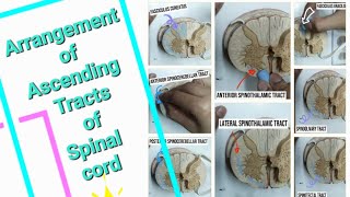 Arrangement of Ascending Tracts of Spinal card [upl. by Rossner557]