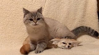 Fennec Fox And Cat Are Best Of Friends [upl. by Anila515]