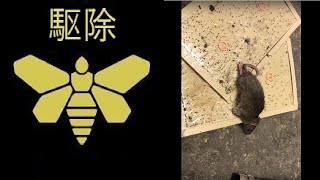 【ネズミ駆除】 京都市中京区 飲食店厨房 鼠トラップ 京滋の害虫駆除com [upl. by Laux]