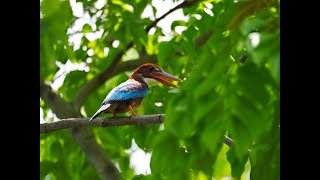 Whitethroated kingfisher  Singapore [upl. by Strade]