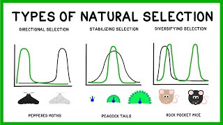 Natural Selection Adaptation and Evolution [upl. by Lothair]