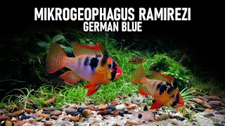 MIKROGEOPHAGUS RAMIREZI GERMAN Blue [upl. by Airrotal]