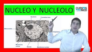 NUCLEO y NUCLEOLO explicado FÁCIL ✅ 8 [upl. by Adranoel454]