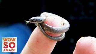 Top 5 Smallest Animals in The World [upl. by Ellecram]