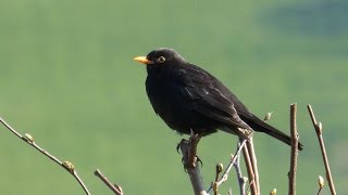 Sounds of Nature Blackbird 1 Hour of the Blackbirds Song [upl. by Aurthur914]