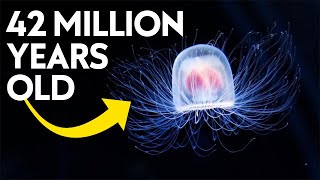 The Immortal Jellyfish Facts That Will SHOCK YOU [upl. by Mraz999]